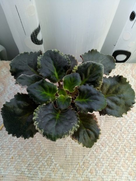 29 nov - ZZ LE Pariszkije Tainy