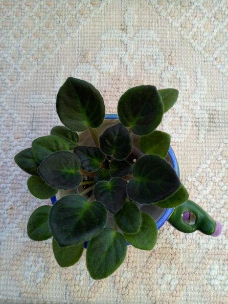 29 nov - ZZ Rob s Dust Storm