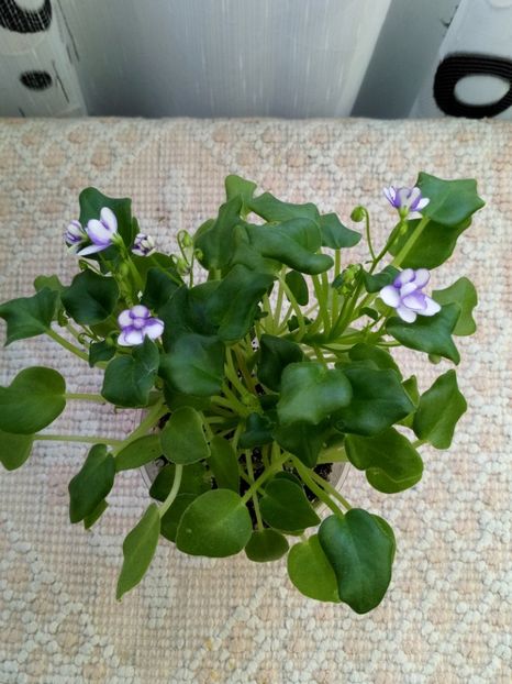 29 nov - Rob s Humpty Doo