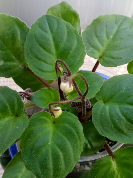 29 nov - Rob s Vanilla trail