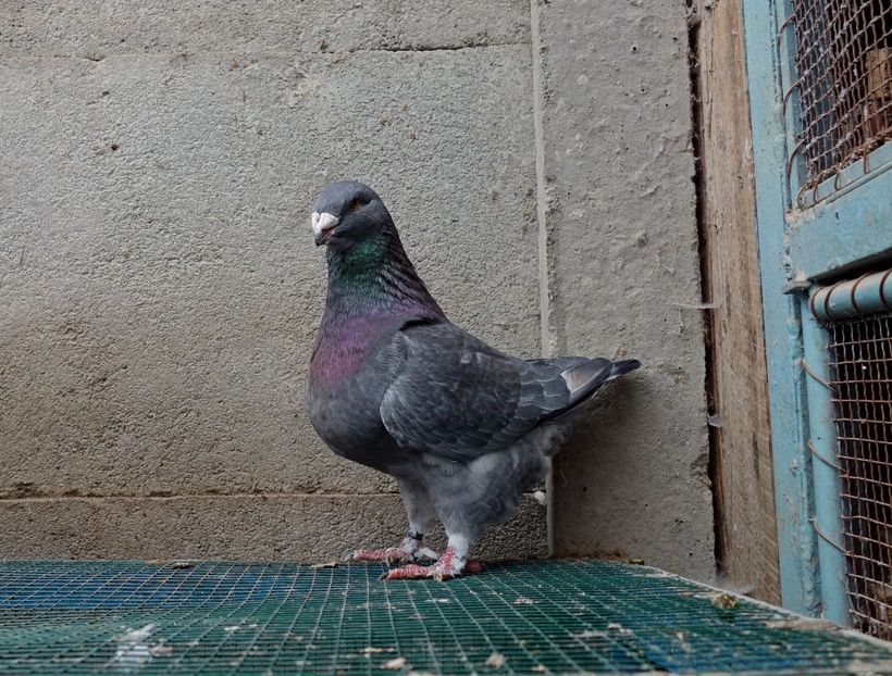 (tatal opal, mama baltata rosu) - Voiajori Americani 2018