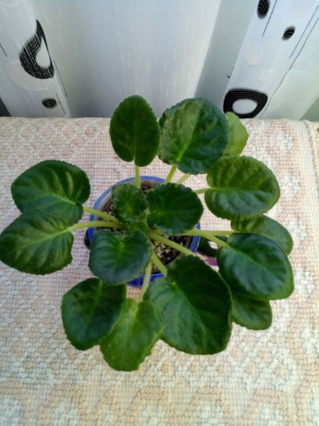 29 nov - ZZ RS Bagira sport