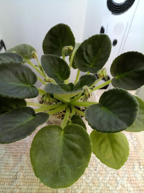 29 nov - ZZ RS Utonchennyi Vkus -RS Refined Taste