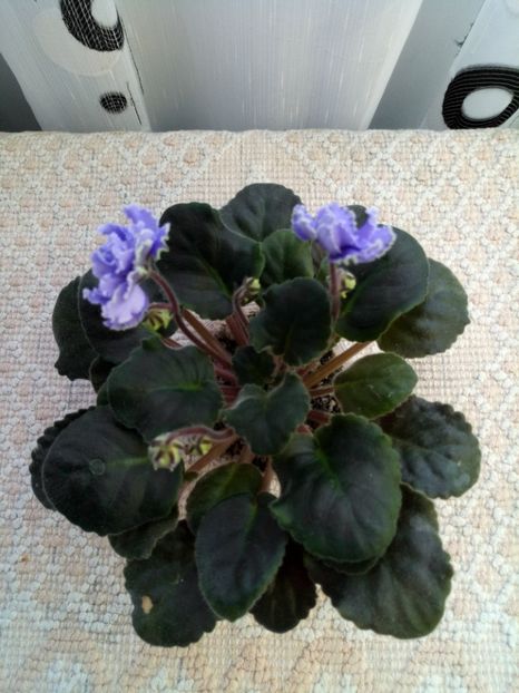 29 nov - ZZ Ruffled Skies