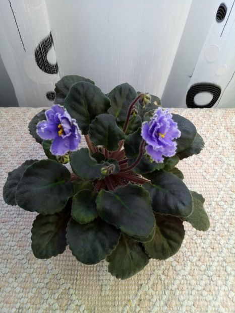 29 nov - ZZ Ruffled Skies