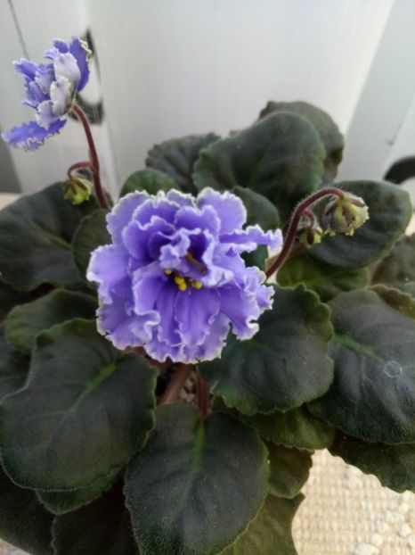 29 nov - ZZ Ruffled Skies