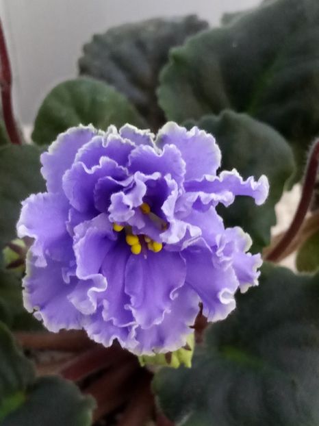 29 nov - ZZ Ruffled Skies