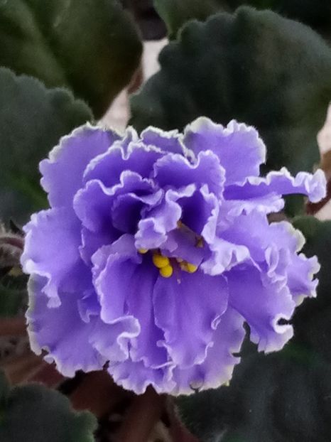 29 nov - ZZ Ruffled Skies