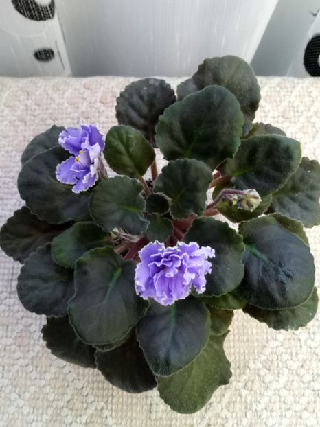 29 nov - ZZ Ruffled Skies