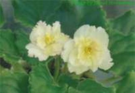 Ajohn s Winter Sun poza net - ZZ Ajohn s Winter Sun