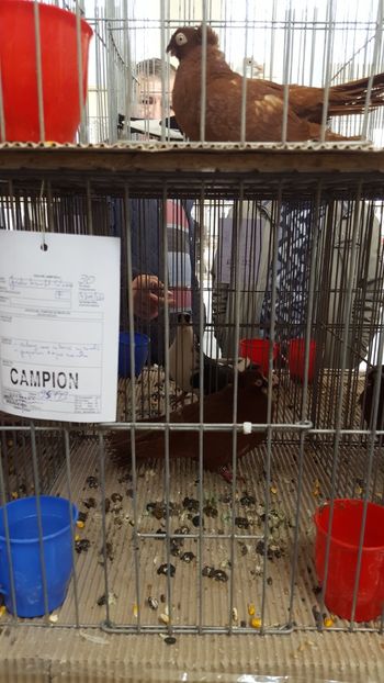  - REZULTATE EXPO NOIEMBRIE 2017