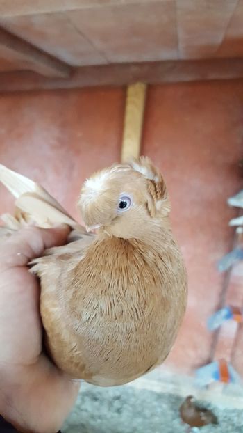  - REZULTATE EXPO NOIEMBRIE 2017