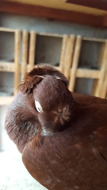  - REZULTATE EXPO NOIEMBRIE 2017