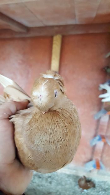  - REZULTATE EXPO NOIEMBRIE 2017