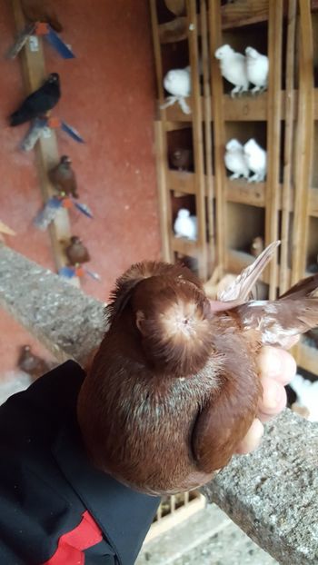  - REZULTATE EXPO NOIEMBRIE 2017