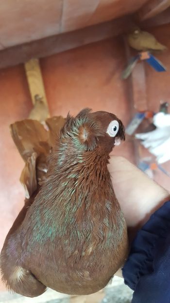  - REZULTATE EXPO NOIEMBRIE 2017