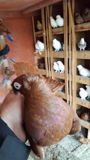  - REZULTATE EXPO NOIEMBRIE 2017