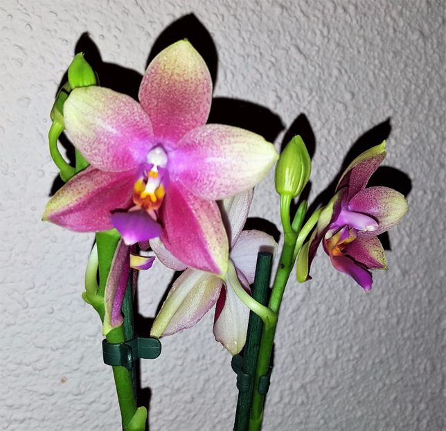  - Phalaenopsis 1