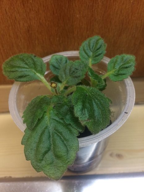 Fallen Angel? - Din frunze