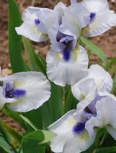 iris-forever-blue1 - IRISI PITICI -achizitii