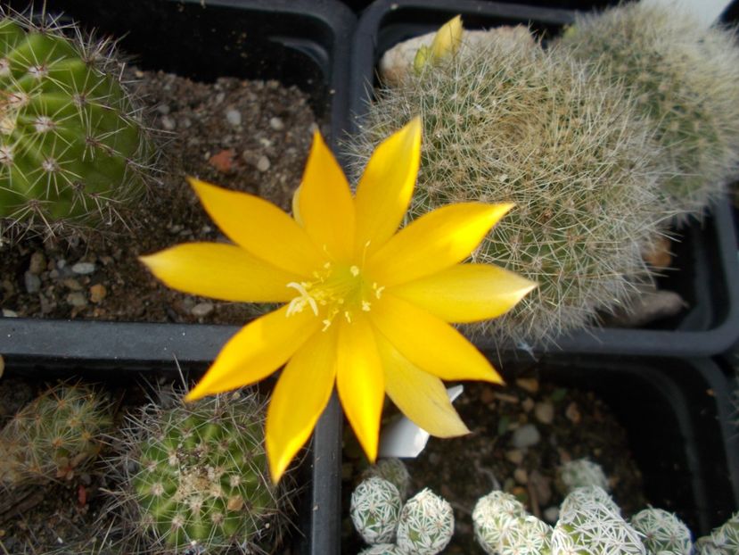  - Cactusi si Suculente_2017