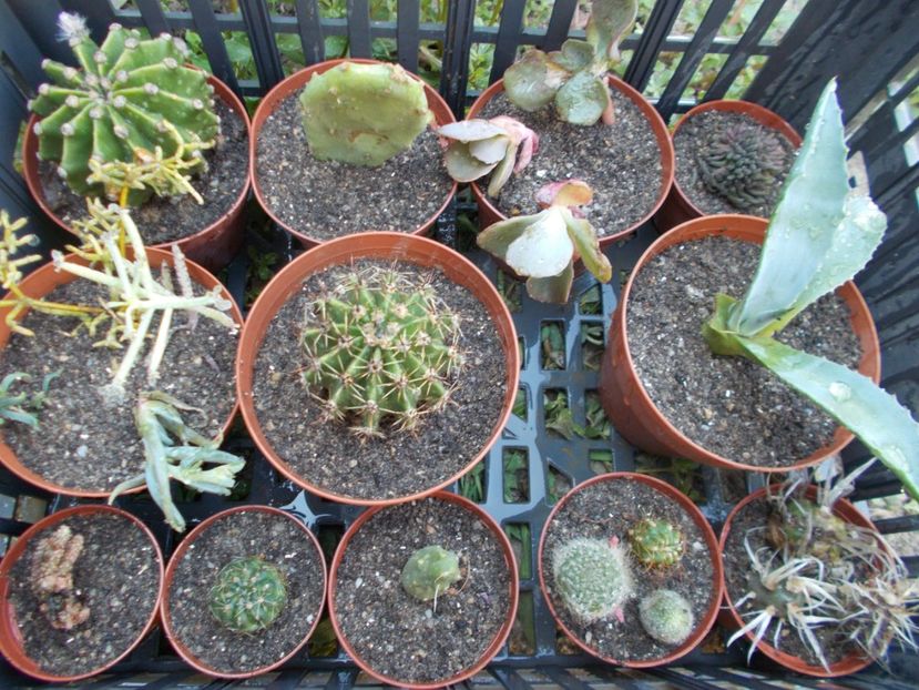  - Cactusi si Suculente_2017