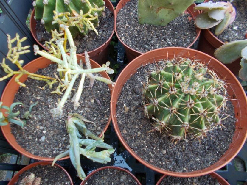  - Cactusi si Suculente_2017