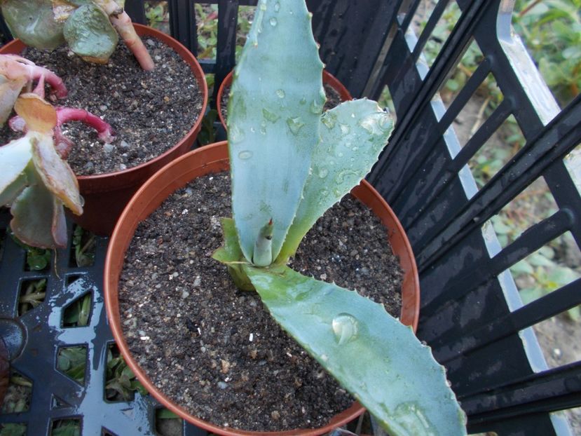  - Cactusi si Suculente_2017