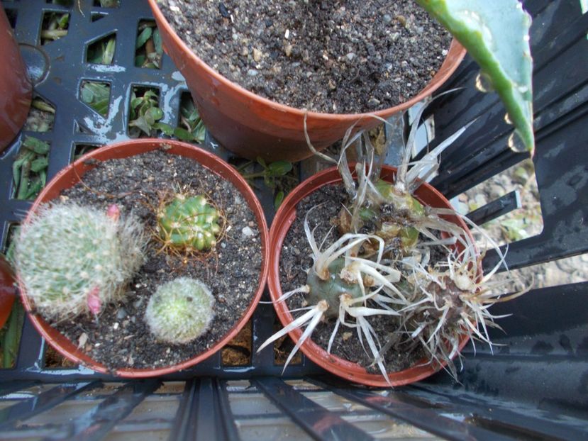  - Cactusi si Suculente_2017