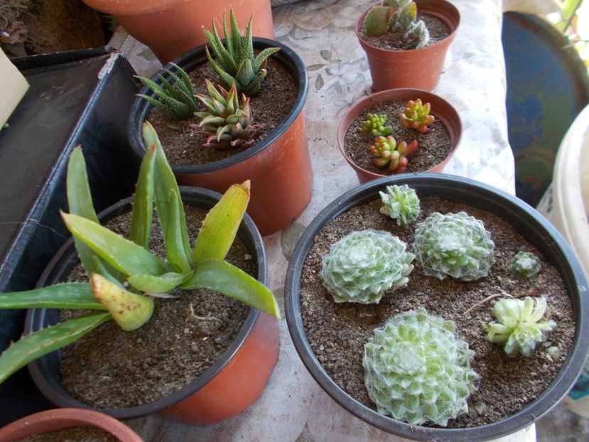  - Cactusi si Suculente_2017