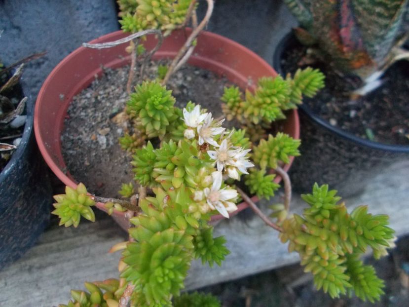  - Cactusi si Suculente_2017