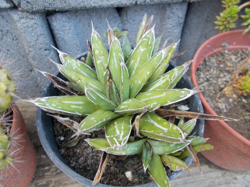  - Cactusi si Suculente_2017