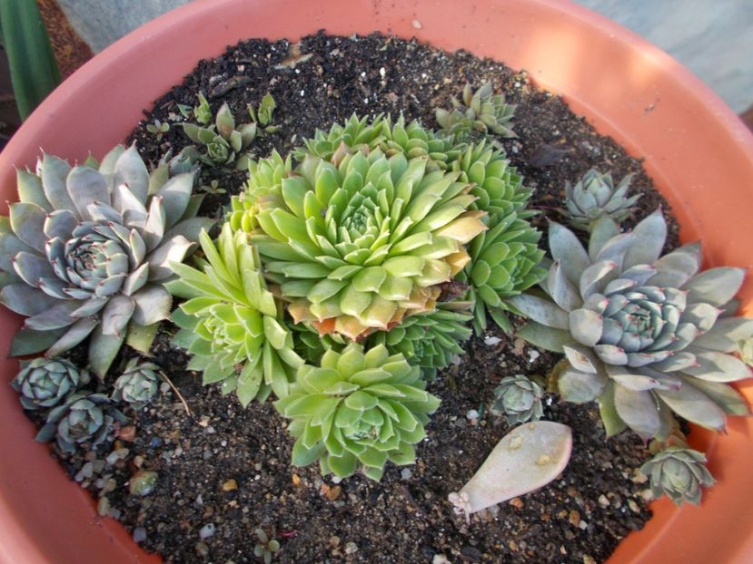  - Cactusi si Suculente_2017