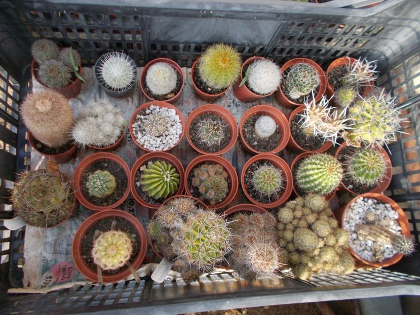  - Cactusi si Suculente_2017