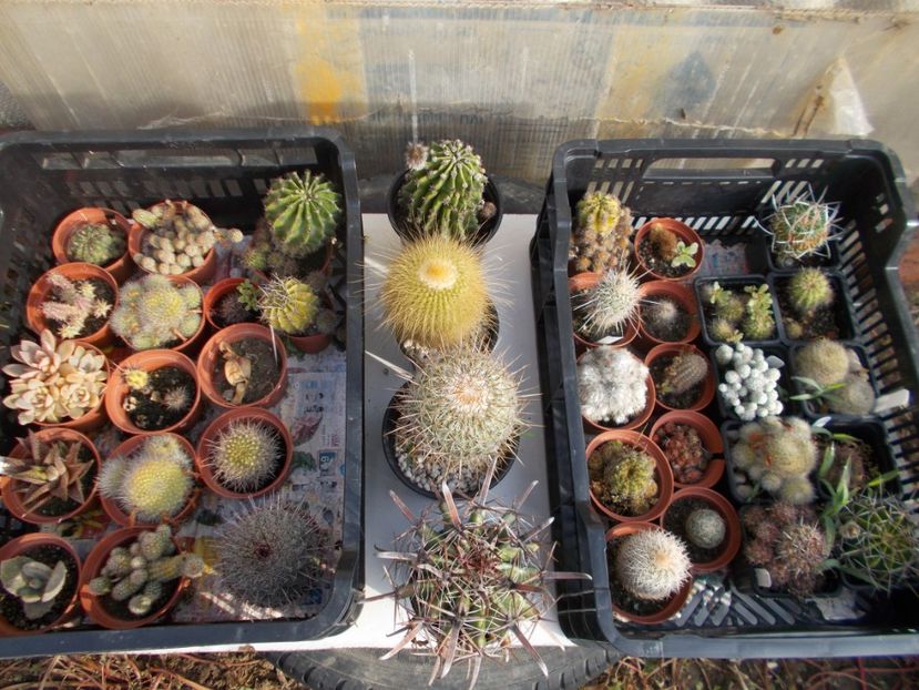  - Cactusi si Suculente_2017