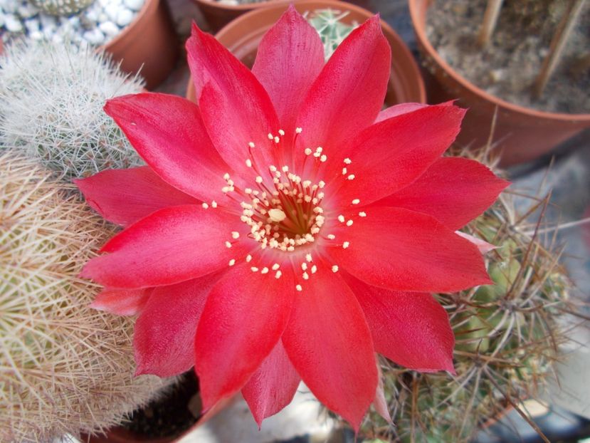  - Cactusi si Suculente_2017