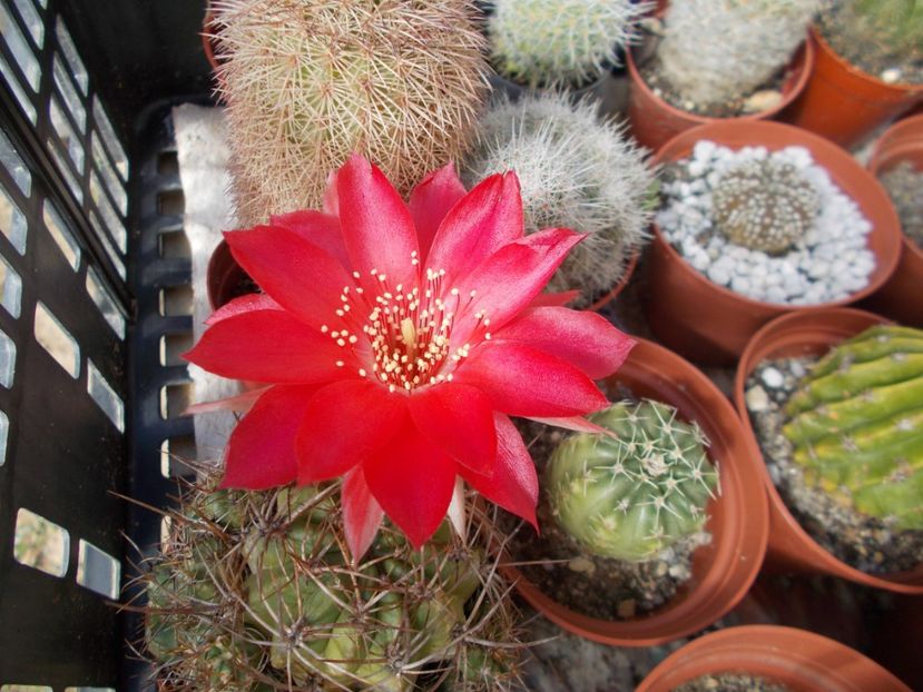  - Cactusi si Suculente_2017