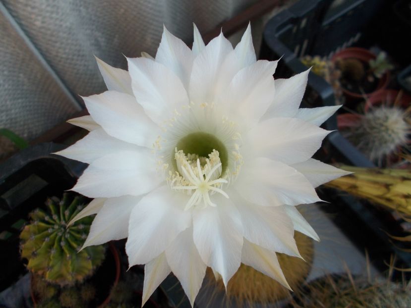  - Cactusi si Suculente_2017