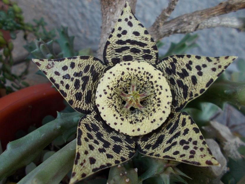  - Cactusi si Suculente_2017