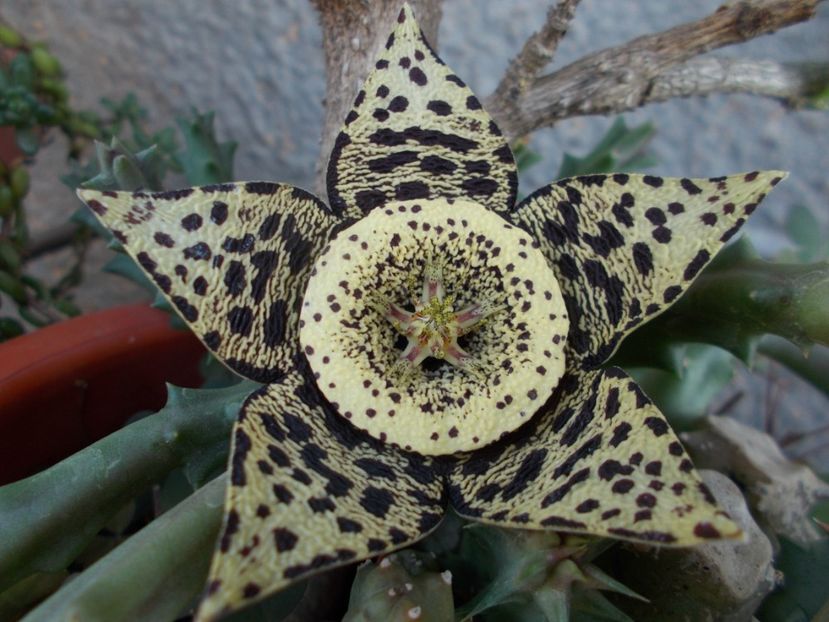  - Cactusi si Suculente_2017