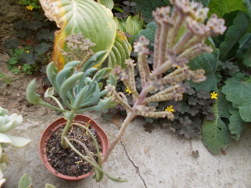  - Cactusi si Suculente_2017