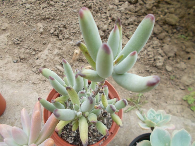  - Cactusi si Suculente_2017