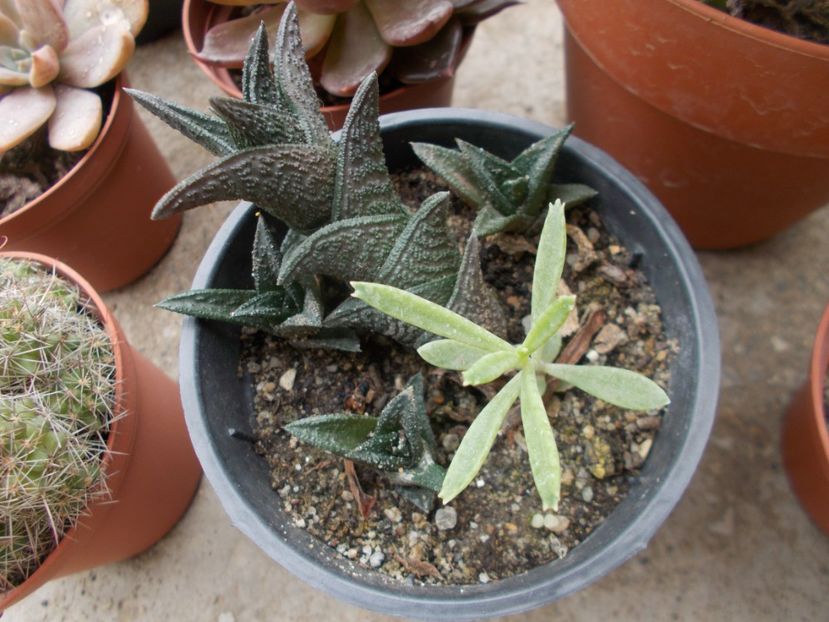  - Cactusi si Suculente_2017