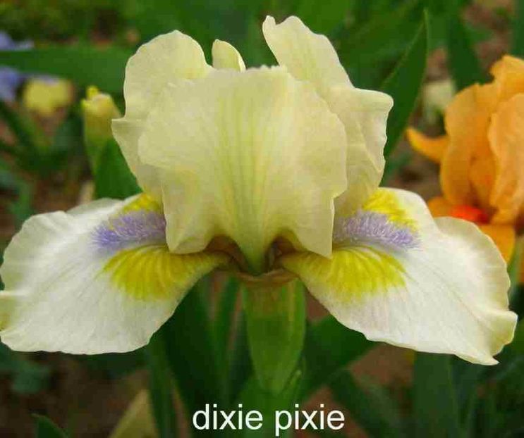 Dixie_Pixie_ - IRISI PITICI -achizitii