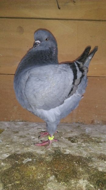 0-1 de vanzare - king 2017