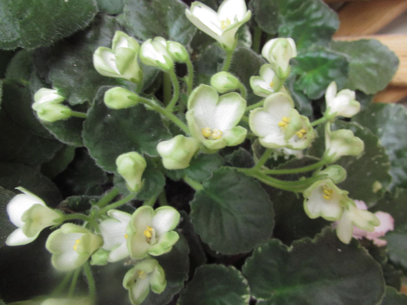 Mac s Callow Carillion - Violete