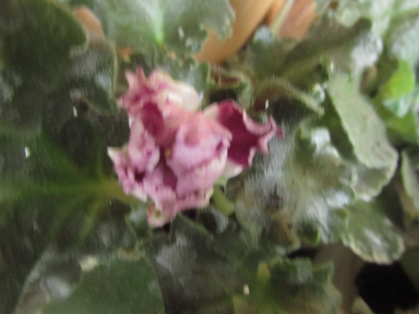 RS-Kolokolnyi Zvon - Violete