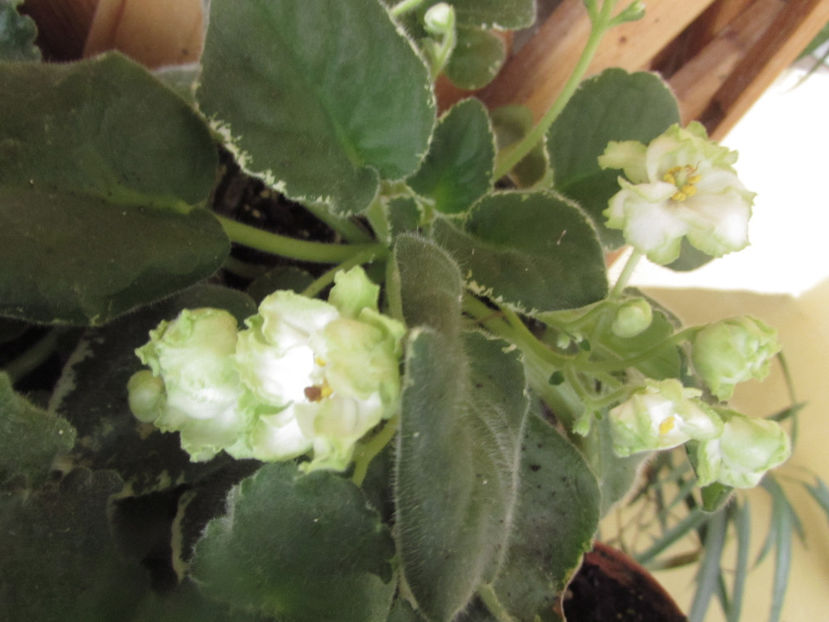 LE-Berillovyi Iney - Violete