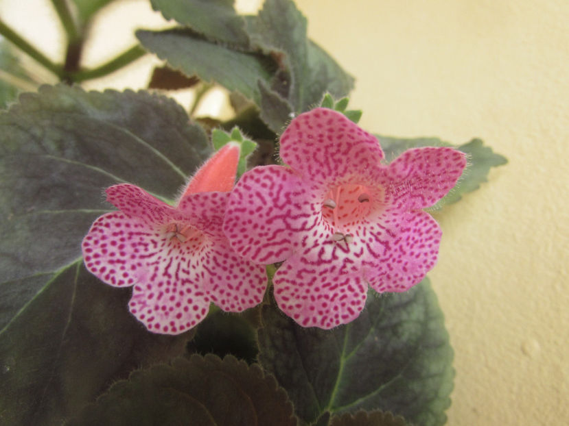 Kohleria Sushine - alte plante de interior