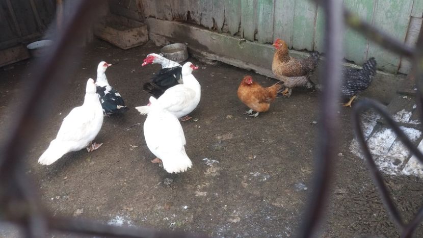  - 01 - Matca pentru 2018